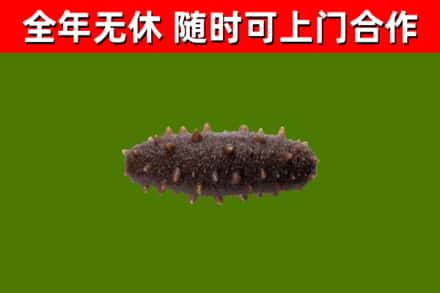 娄底烟酒回收干海参.jpg